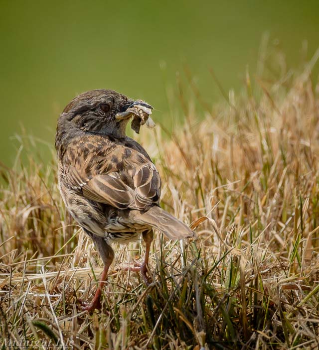 Dunnock with lunch