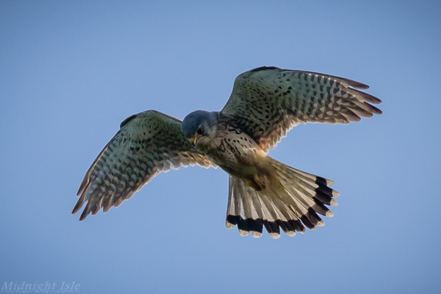Kestrel Hovering